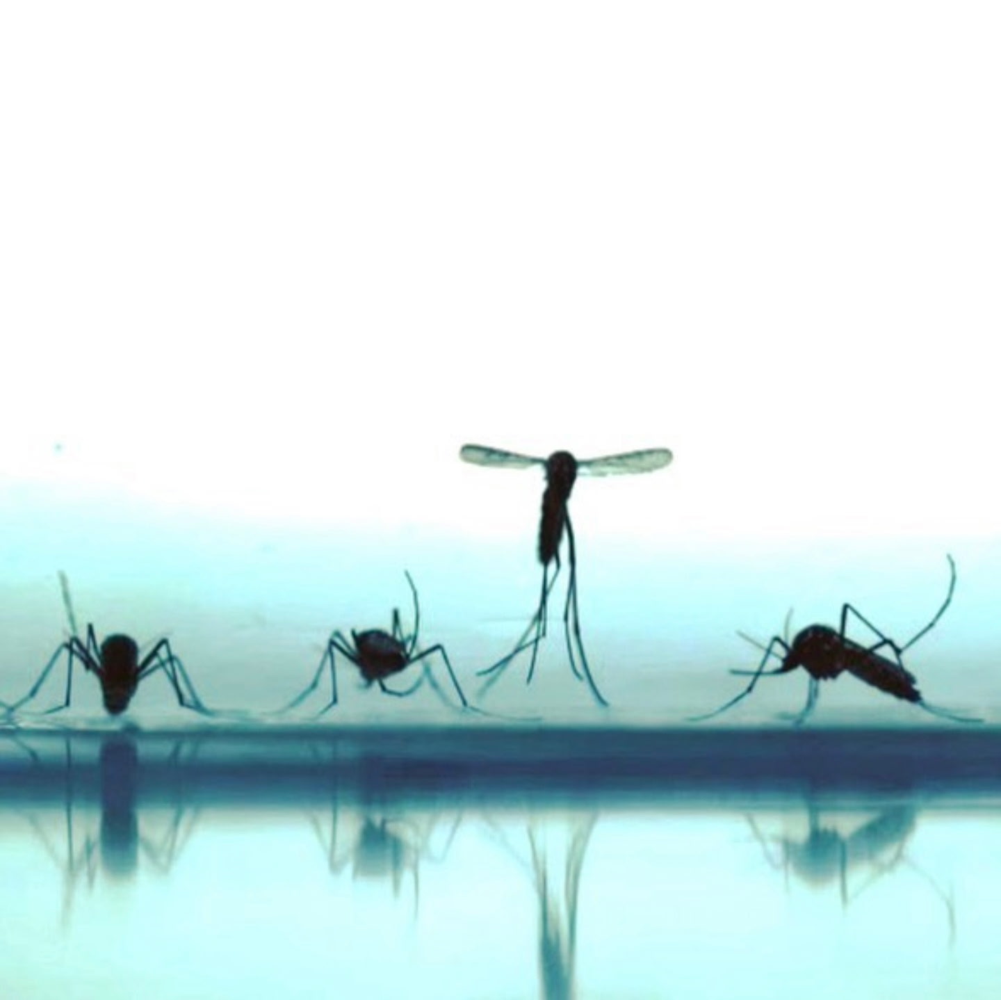 Mosquitoes Modulate Leg Dynamics at Takeoff to Accommodate Surface Roughness